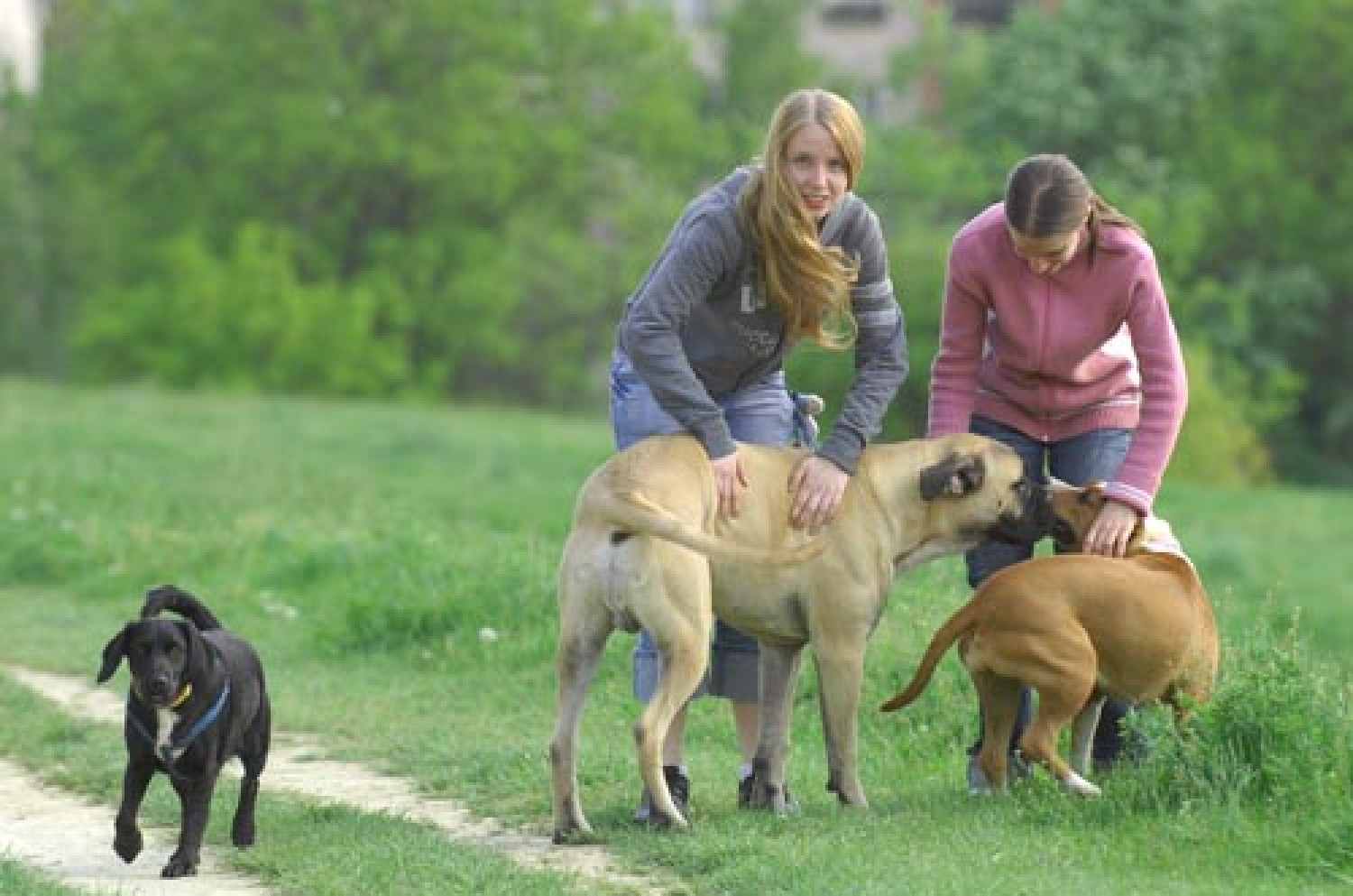 A sétáltató nőt nyolc kutya marcangolta halálra!