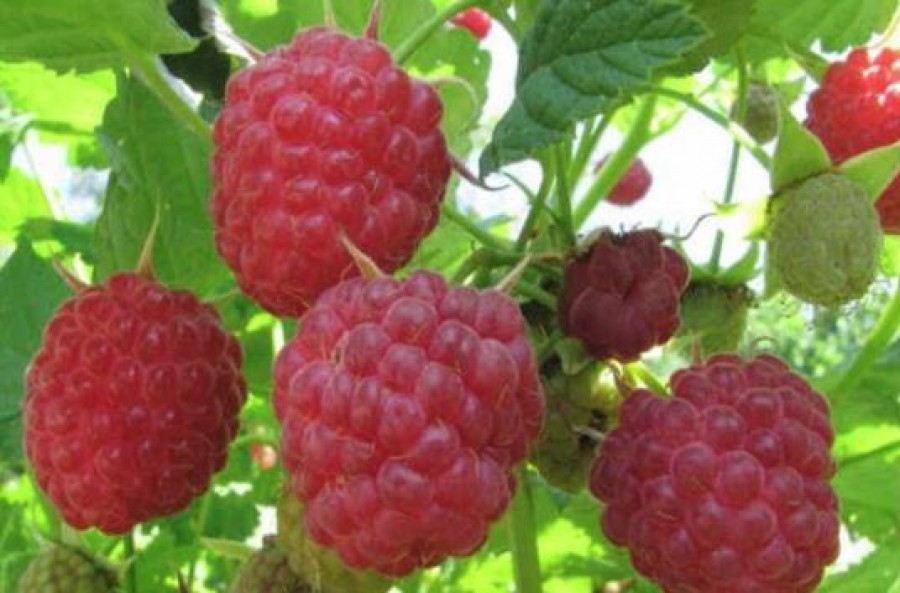 Roskadozni fog a kertedben a málna, ha betartod ezt a tippet!