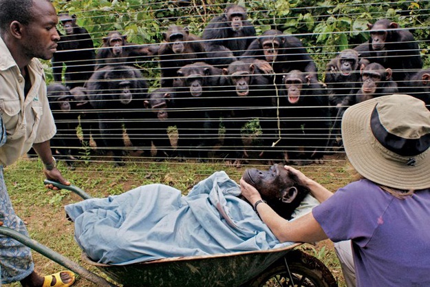 Mélységesen gyászoló csimpánzok
