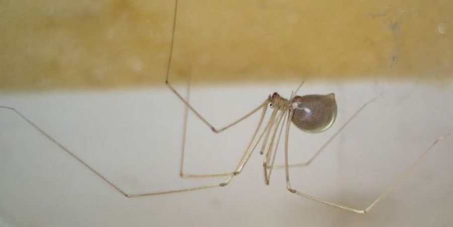 Az entomológus elárulta, miért ne csapjuk agyon az otthoni pókokat!