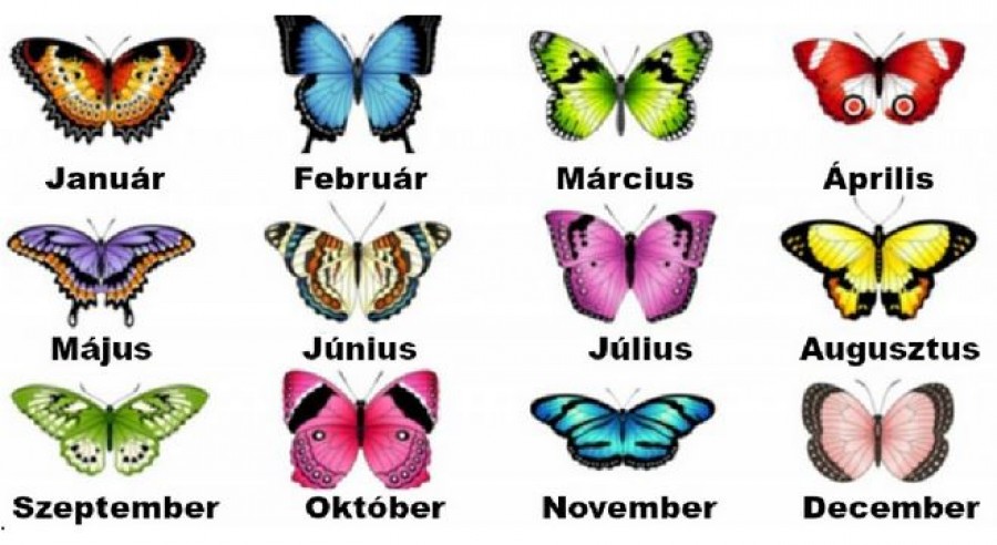  Válaszd ki a születési hónapodnak megfelelő pillangót és nézd meg mit árul el a személyiségedről!