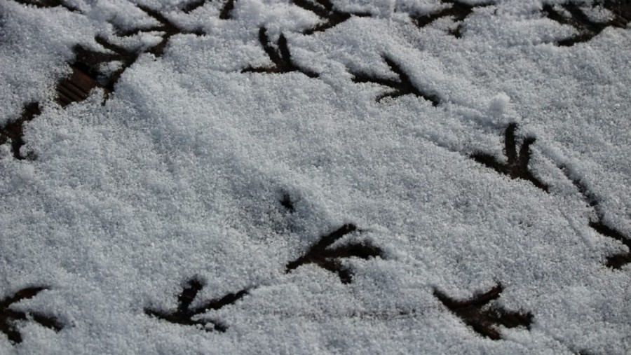 Felismered a hóban az állatok lábnyomait?