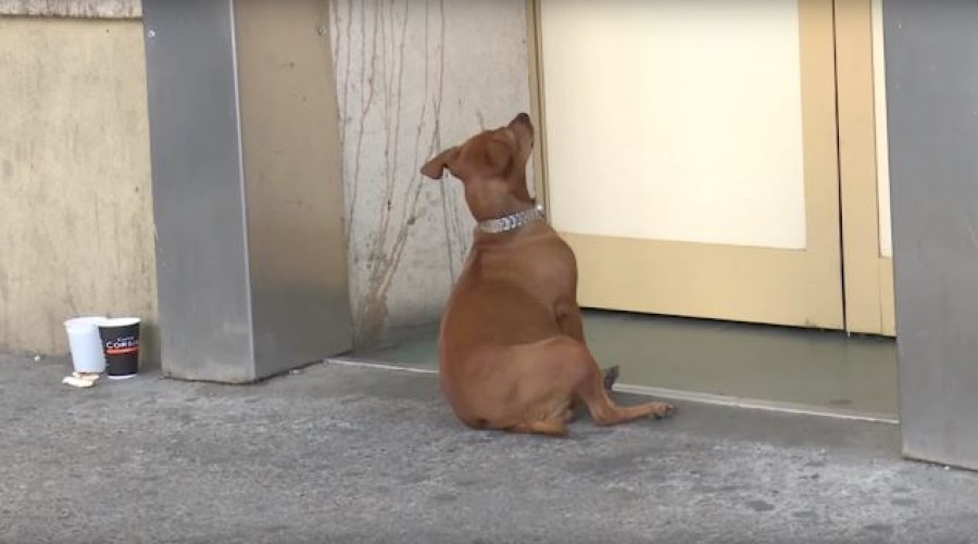Annyira meghatotta a jászvásári orvosokat a kórháznál gazdijára váró kutya, végül beengedték hozzá (videó)