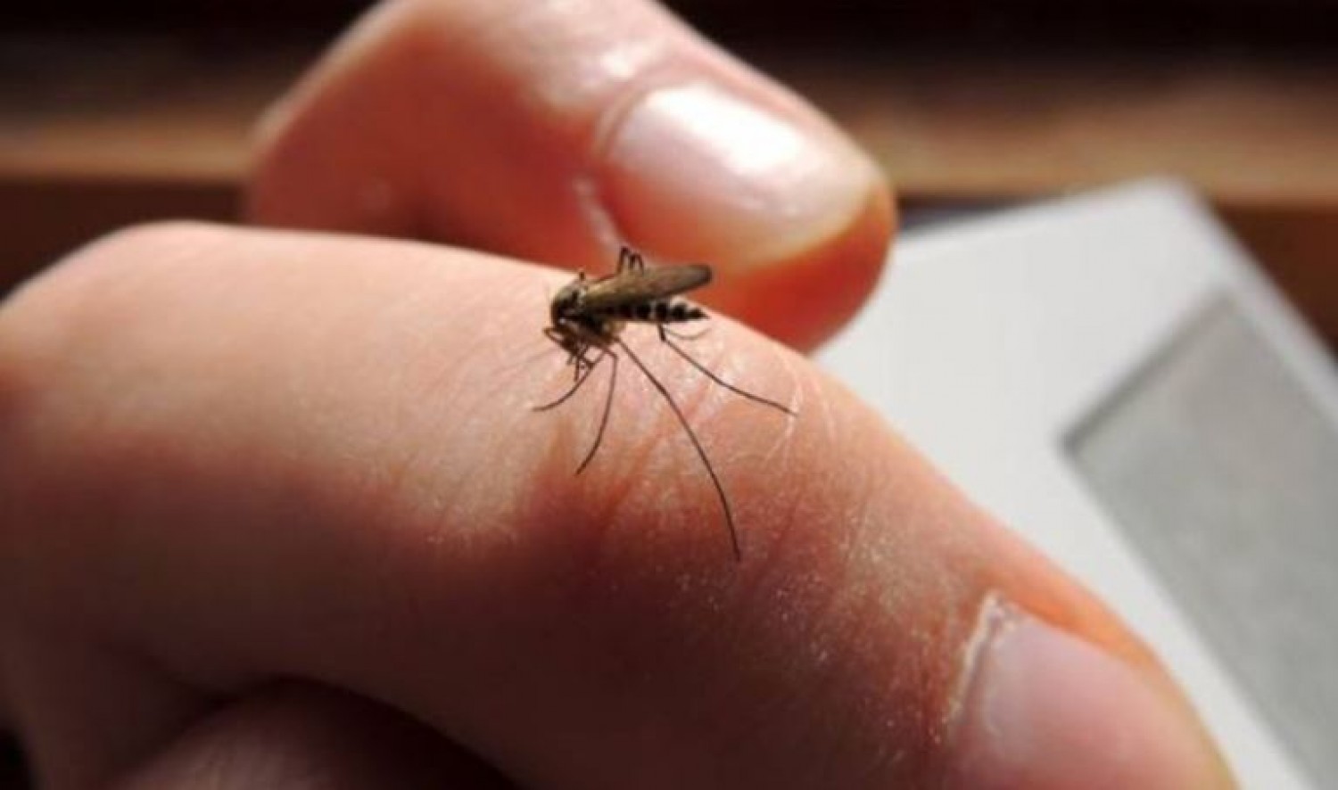 Kiderült: nem a vércsoporttól függ, hogy szeretnek-e a szúnyogok