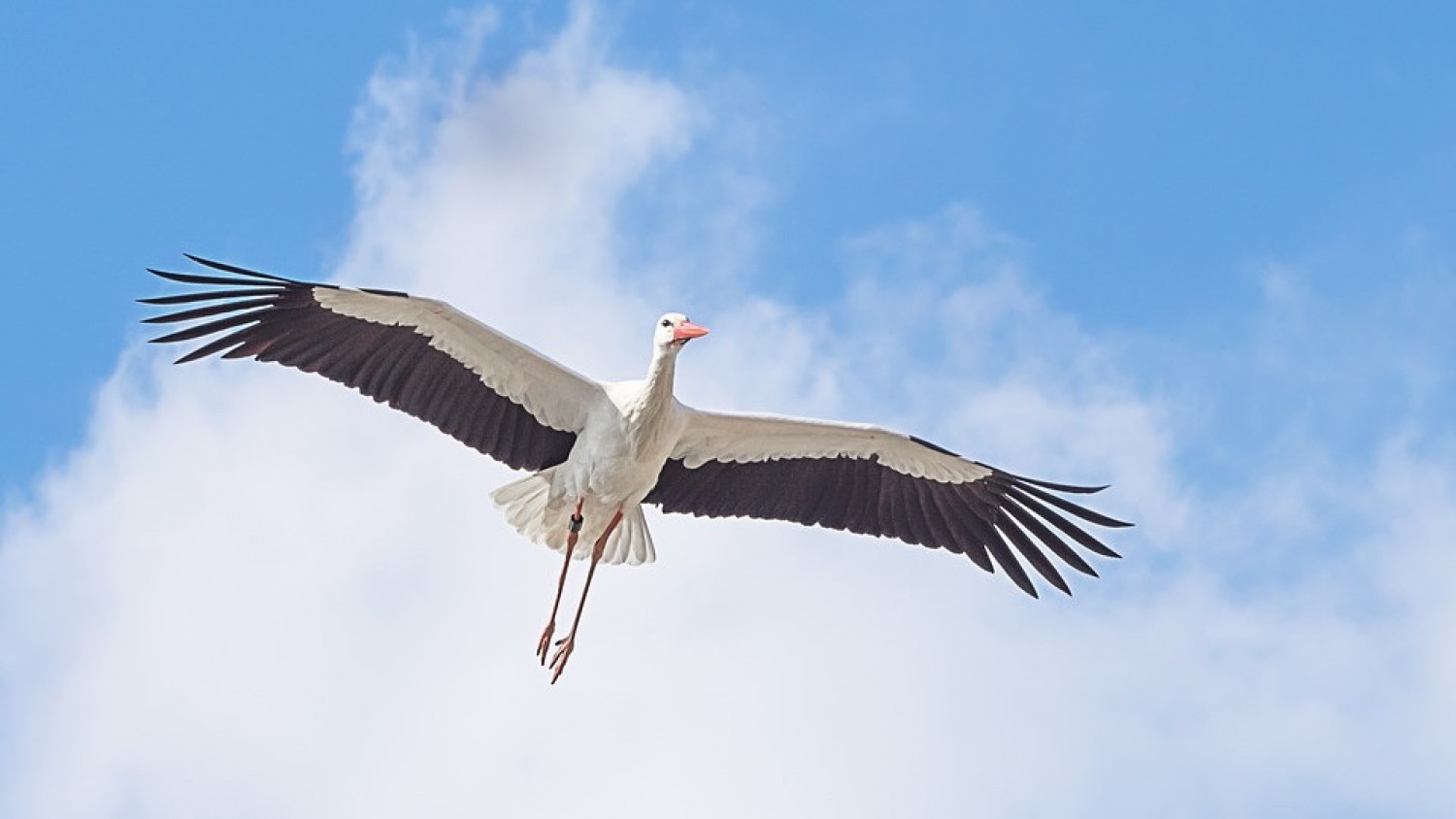 Máris megjöttek afrikai telelésükből az első gólyák Európába
