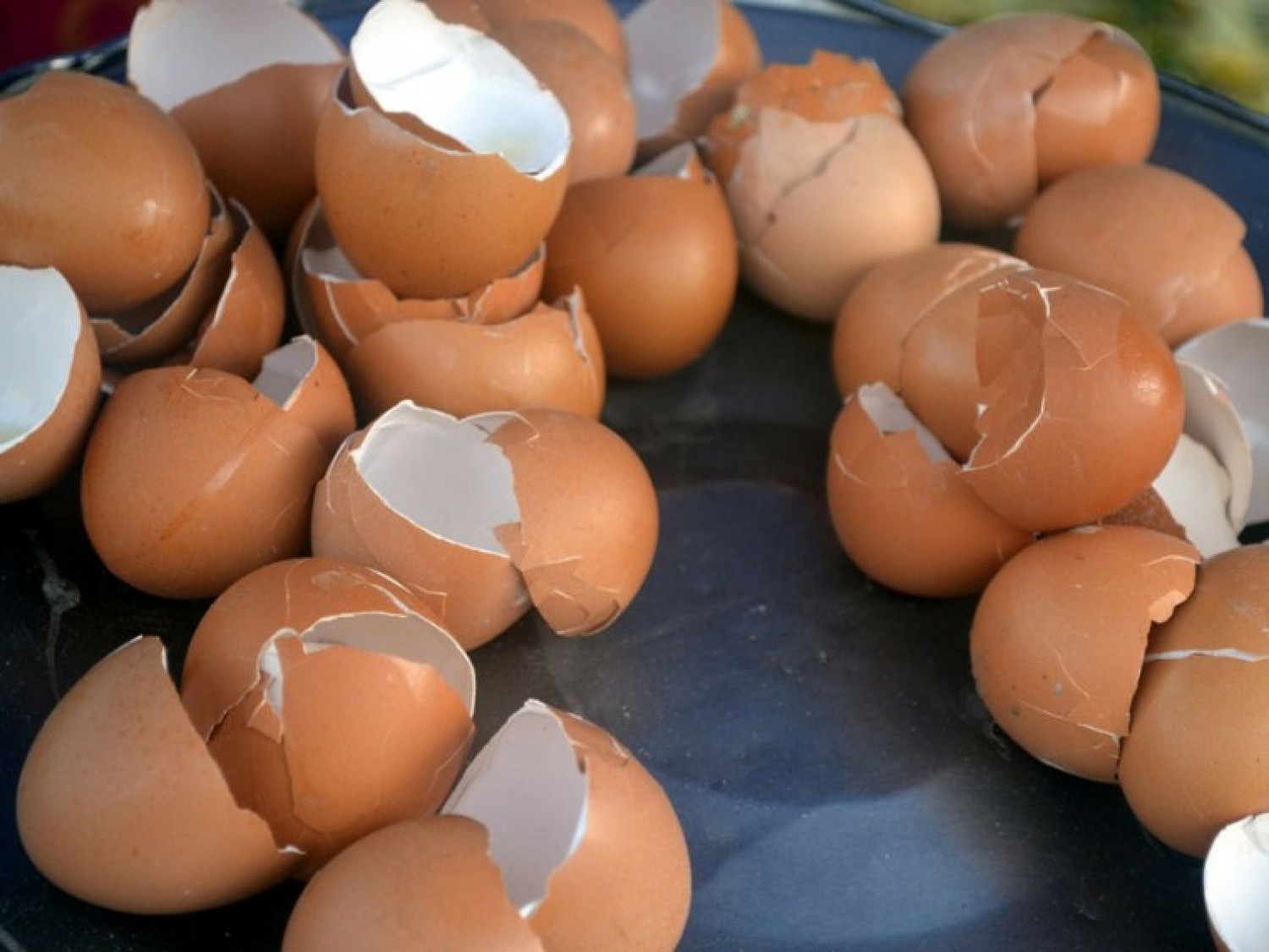 Vétek kidobni  a tojáshéjat - Így használjuk fel a kertben