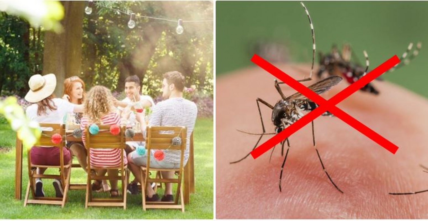 Így űzheted el vegyszermentesen a szúnyogokat