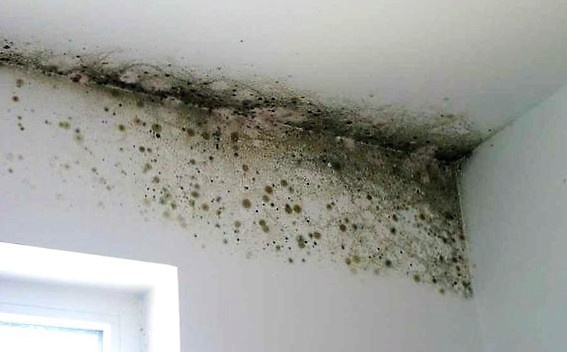 Ettől a szertől minden penészfolt 10 perc alatt eltűnik!