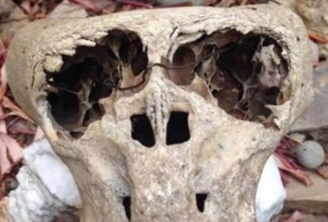 Egyelőre csak találgatják milyen lény koponyájára bukkantak Dél-Oroszországban