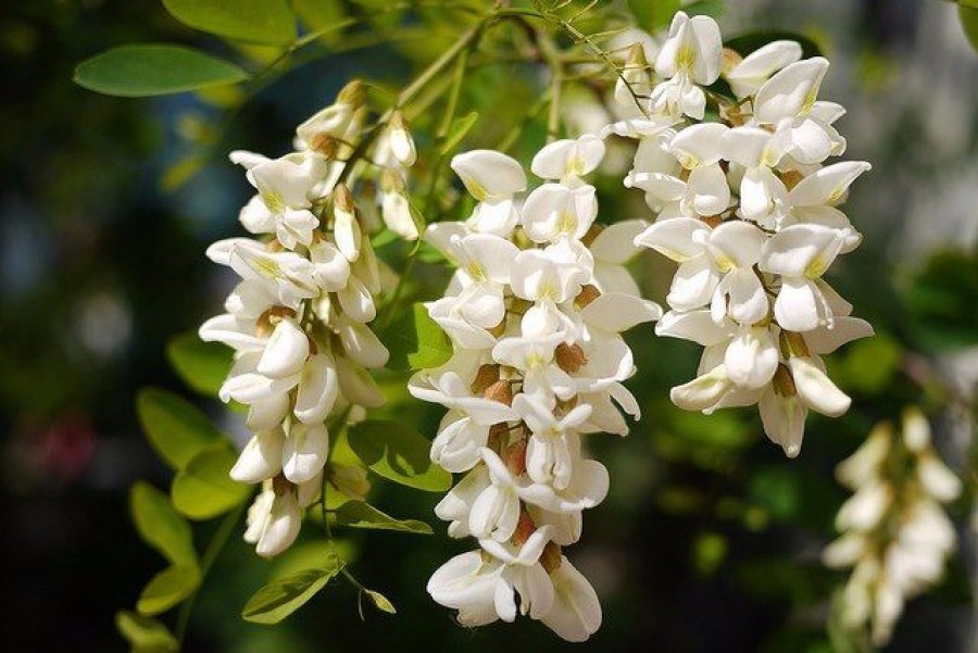 Gyűjtsél minél több akácot! Egy sor betegséget tudsz majd vele kezelni!