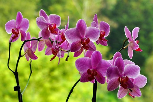 Nem mindegy mivel öntözöd az orchideát! A friss csapvíz nem jó!