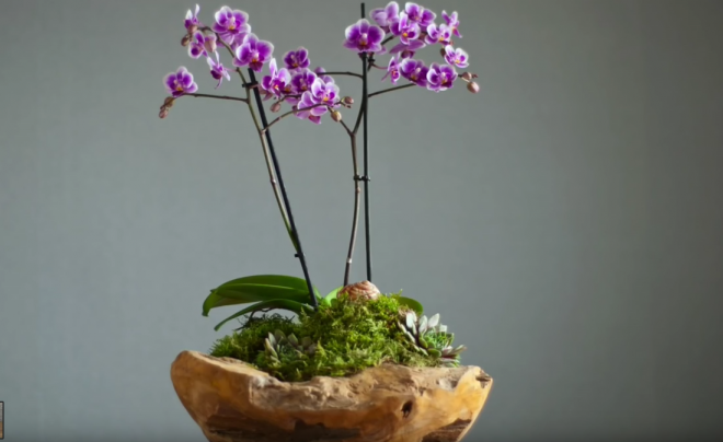 Orchidea virágtál egyszerű eszközökkel (+videó)