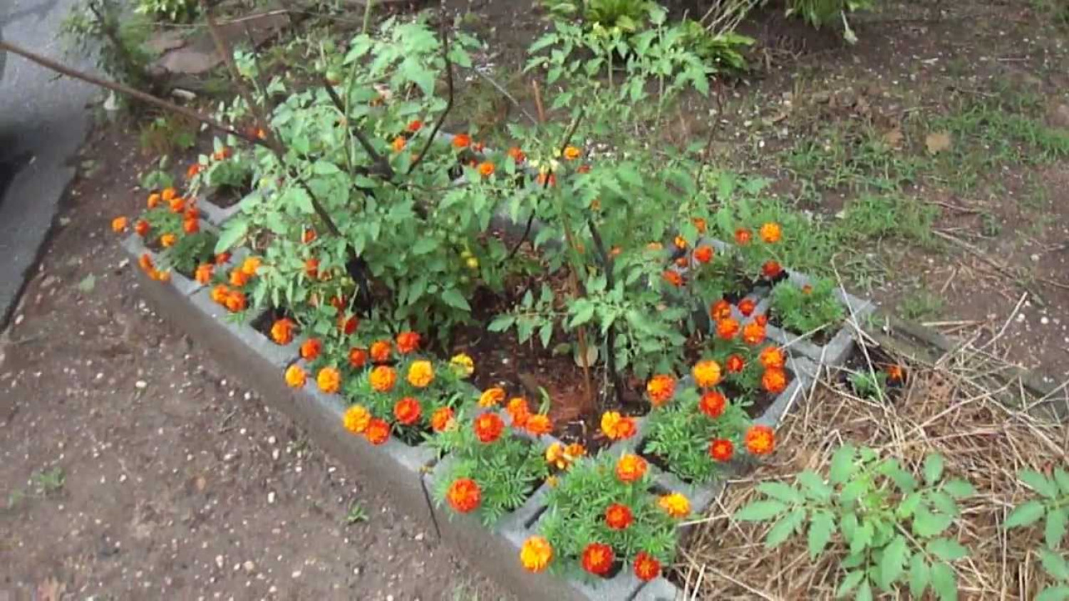 A legjobb növénytársítások a kertben