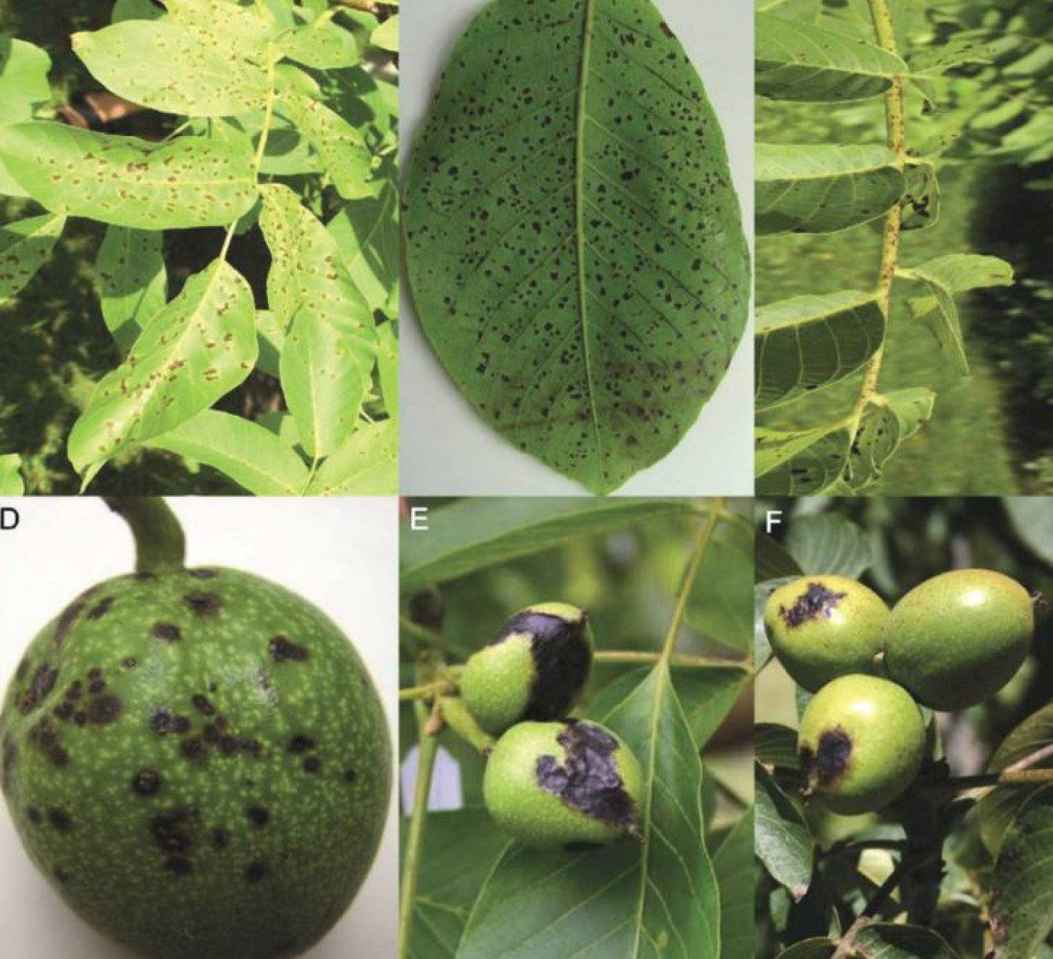 Jó hír: van ellenszere a dióburok-fúrólégynek