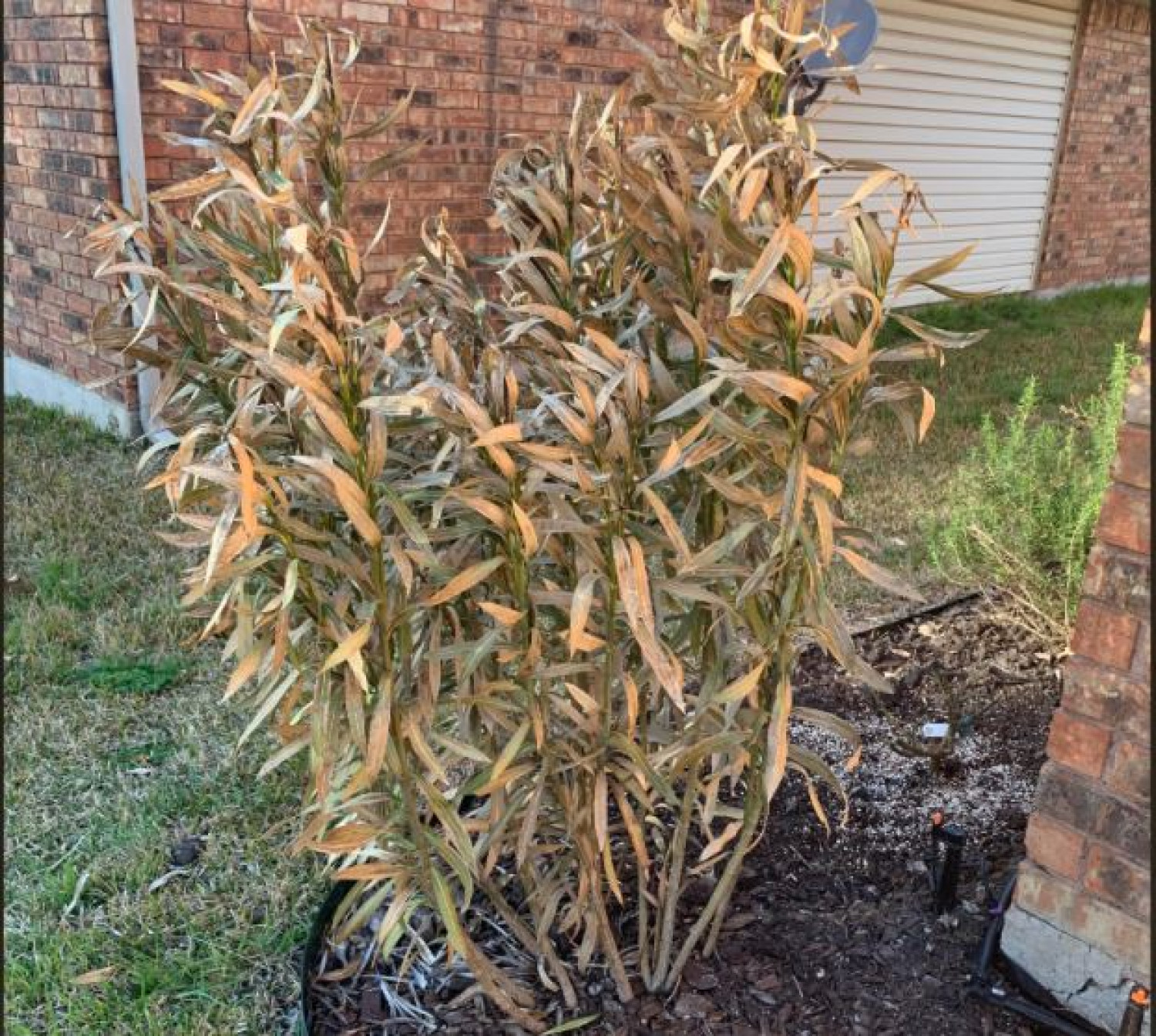 Így mentheted meg a megfagyott leandert