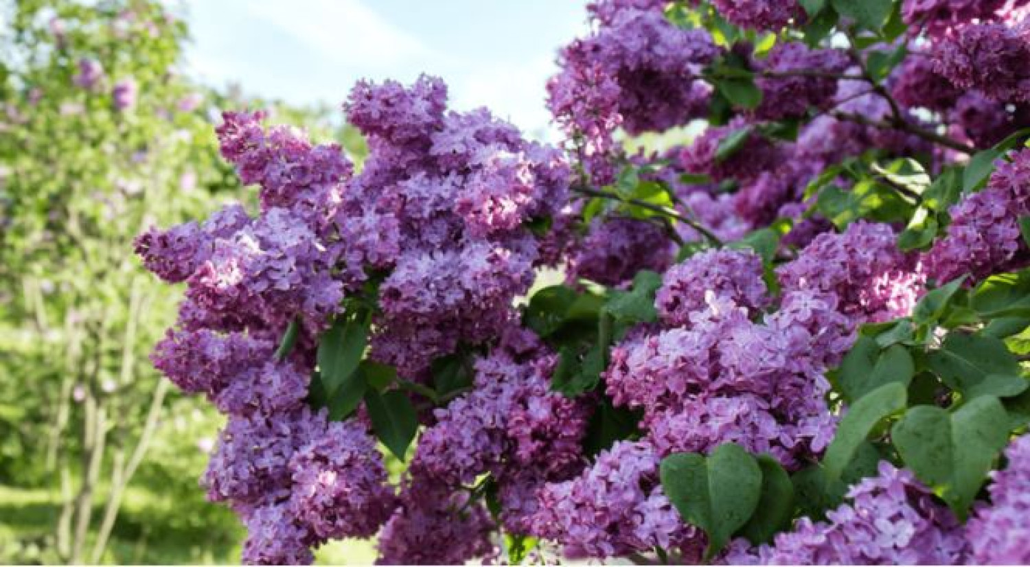 Az orgona dús virágzata a metszésen múlik 