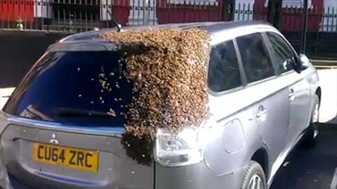 Egy méh berepült a nő kocsijába. De ami ezután történt, az horrorisztikus!