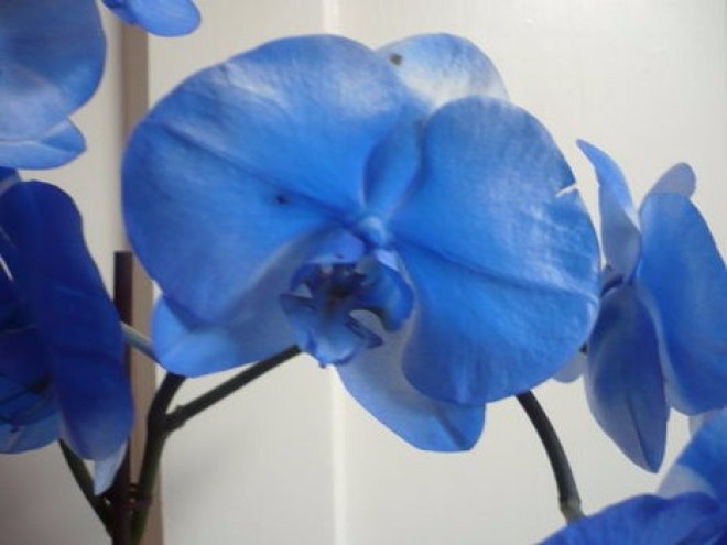 VIGYÁZZ! Könnyen átverhetnek a kék orchideával!