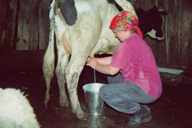 A TEJJEL IS FERTŐZŐDHETÜNK! Kullancsvírust tartalmazhat a nyers házi tej