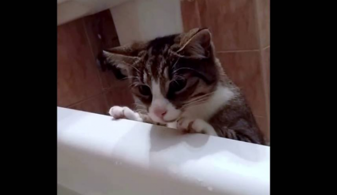 A gazdi fürödni ment, de a cica azt hitte, hogy elnyelte a víz!