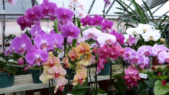 Orchideák éjszakája 2016. november 25. EXTRA VENDÉGLÁTÁS - EXTRA KEDVEZMÉNYEK