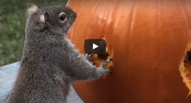 Mit csinál egy mókus egy sütőtökkel? Nem fogod kitalálni!