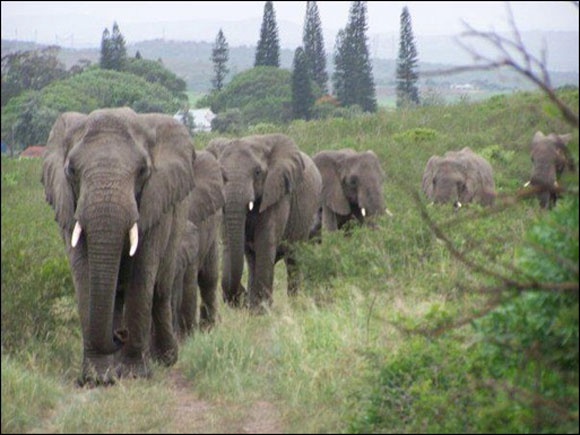 Ki tudja ezt megmagyarázni? 31 elefánt jött meggyászolni a férfit.