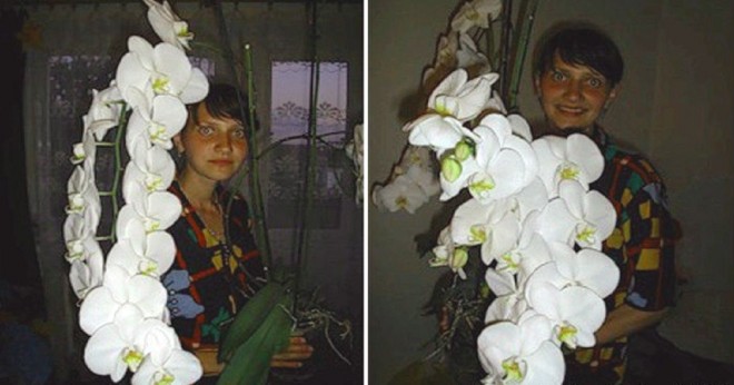 Átültette az orchideát, és káprázatos fejlődésnek indult!
