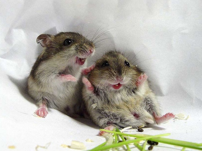 Hihetetlen, de az egerek is énekelnek!