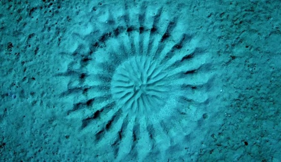 Megfejtették a tenger mélyén talált 2 méteres kör alakzatok titkát
