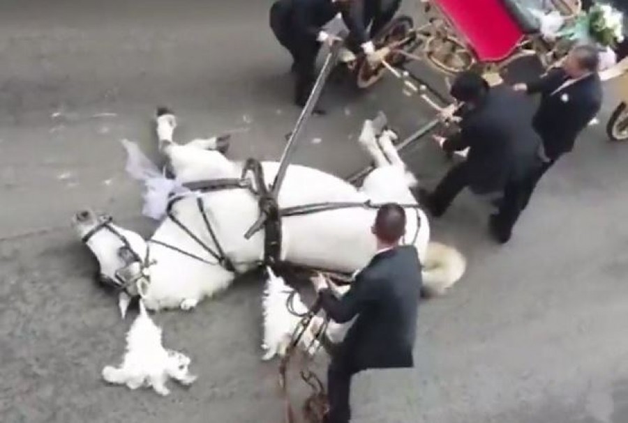 Összeesett a ló, miközben a menyasszonyt és vőlegényt vitte az esküvőre