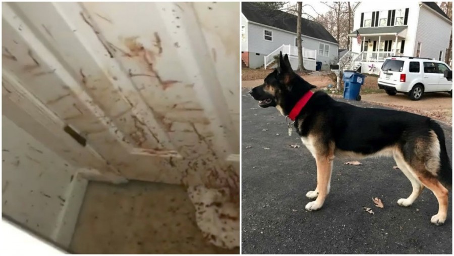 Hazaért a kutya gazdája és megdöbbenve látta, hogy mindenhol véres a fal