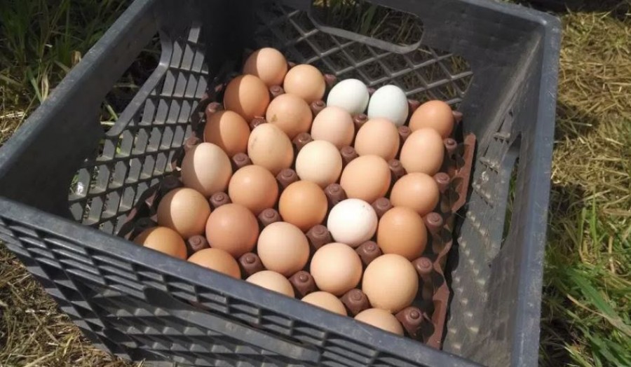 Az égbe szökhet a tojás ára az év végére
