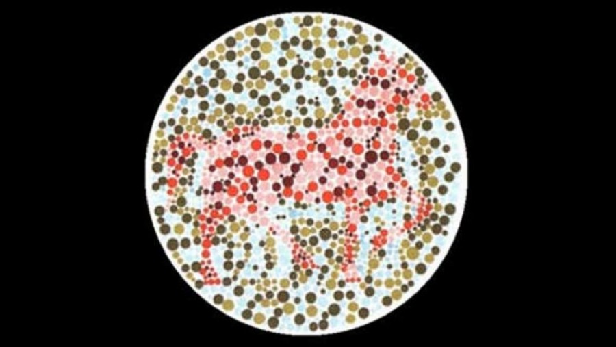 Melyik állatot pillantod meg először a képen? 