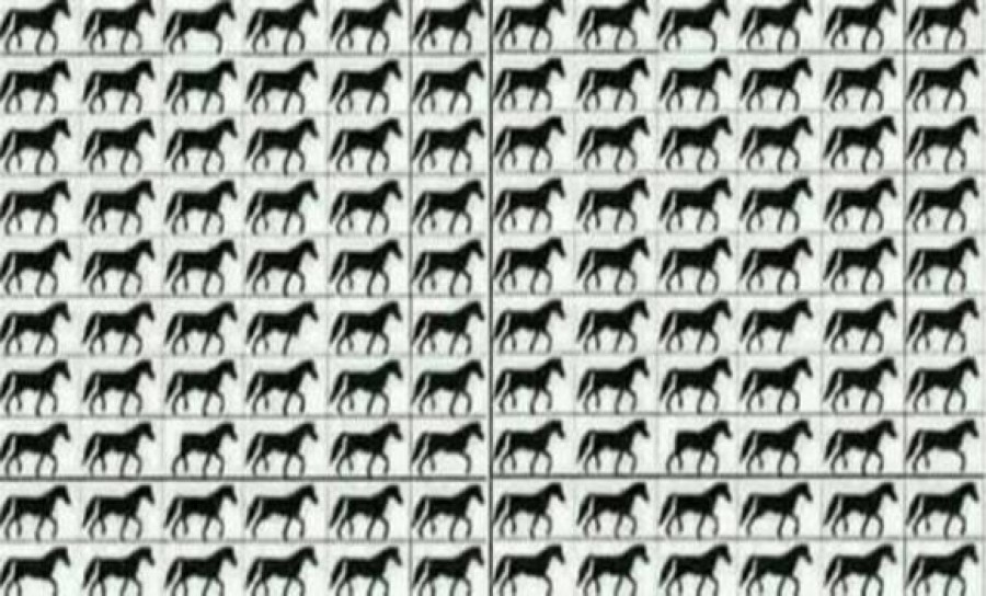Ha jó a szemed, észreveszed a 3 lábú lovakat! Hányan vannak?