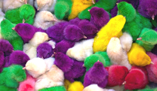 Fluoreszkáló csirkék a bulira- A CUKISÁGÉRT MINDENT?!