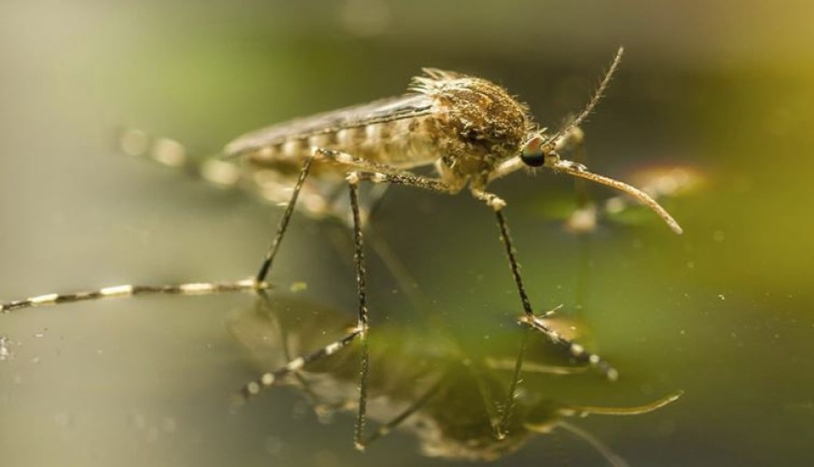 A szakemberek figyelmeztetnek: veszélyes új szúnyogfaj terjed Magyarországon!!