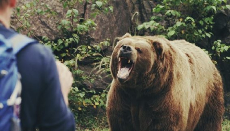 Kilencéves kisfiúra támadt rá egy medve