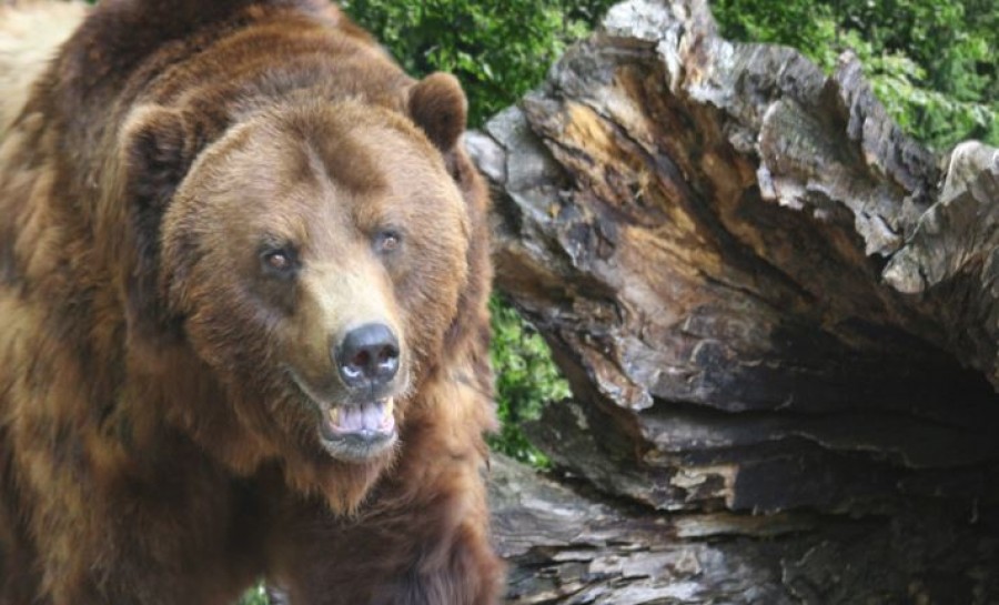 Megtámadott egy medve egy magyar nőt, aki a Csíksomlyói zarándoklaton vett részt