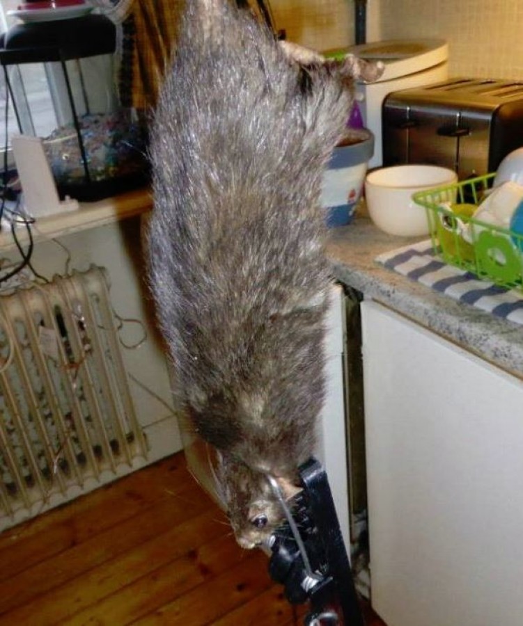 Gigászi patkányt fotóztak a lakásban